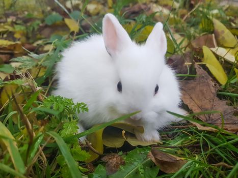 close up.white little rabbit sitting on the grass. favorite Pets