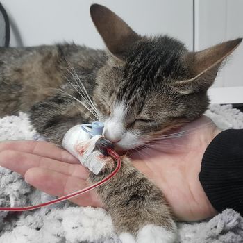 close up.sick cat with a catheter in his paw