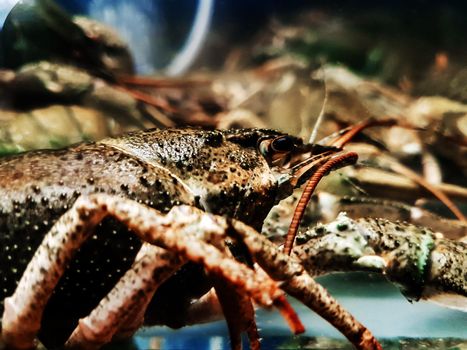 side view. crayfish in a spacious aquarium.
