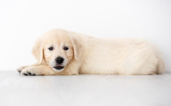 Cute retriever puppy on floor