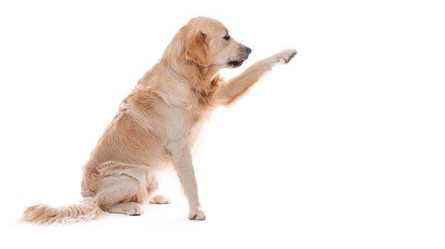 Golden retriever dog giving paw sideways