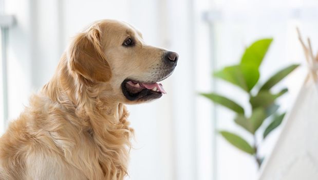 Golden retriever dog indoors