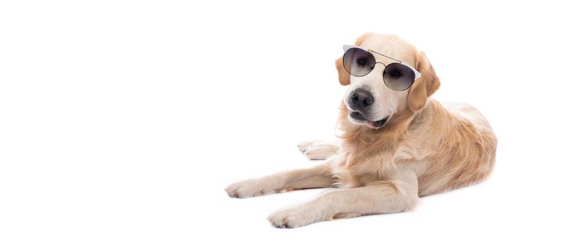 Golden retriever dog in sunglasses resting
