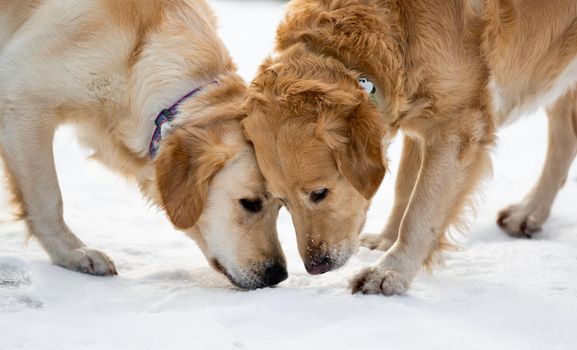 Two golden retriever dogs outdoor