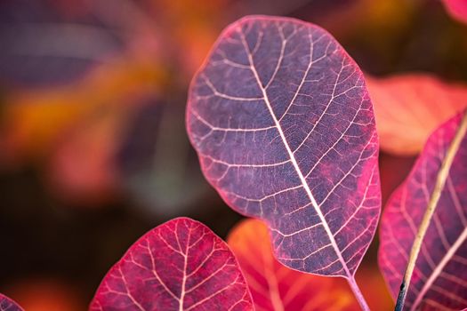 Autumn leaves colored purple