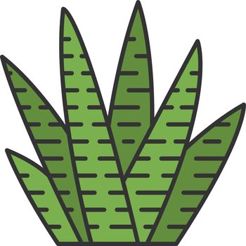 Zebra cactus color icon