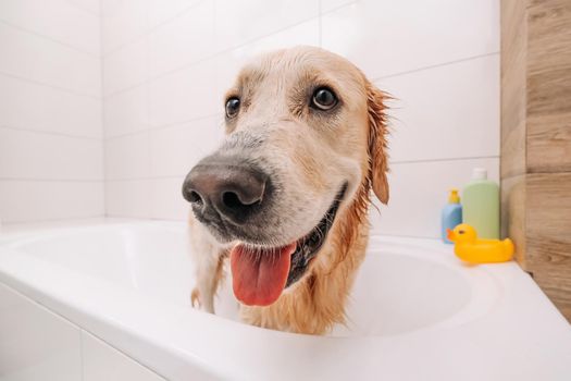 Golden retriever dog taking bath