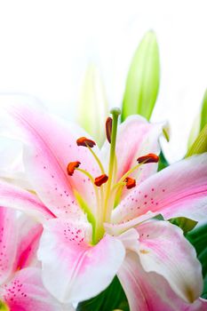 pink lily flower bouquet