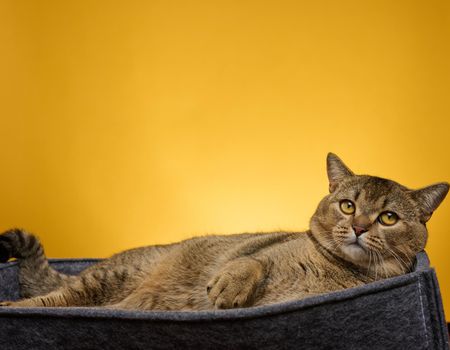an adult cat lies in a gray felt bed on a yellow background. The animal is resting and looking