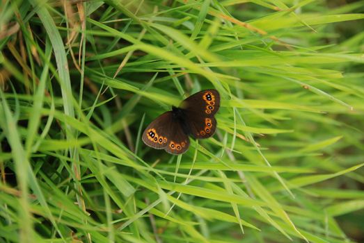 brow butterfly in grass
