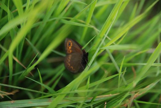 brow butterfly in grass