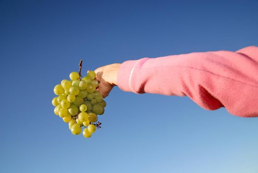 female hand holding grape cluster
