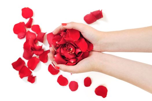 woman hand holding rose petals 