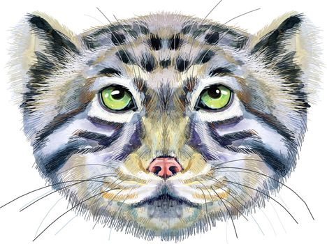 Watercolor portrait of a Manul Cat on white background
