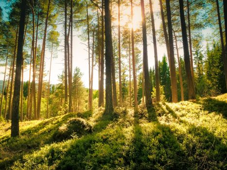 Bright beams of sunlight shining through tall evergreen fir tree stems on green vegetation of bilberry bushes in a magical and peaceful quiet forest a warm, sunny summer day
