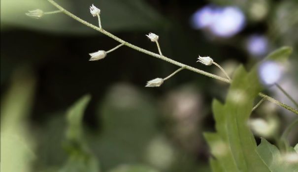 A peaceful closeup of white wildflowers with blurred leaves and flowers in the background