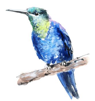 Watercolor exotic bird