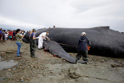 humpback whale killed in salvador