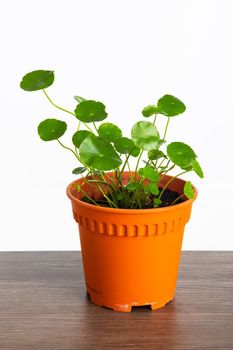 A pot of Pilea Peperomioides Plant
