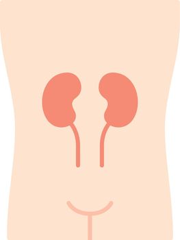 Healthy kidneys flat design long shadow color icon. Human organ in good health. People wellness. Internal body part in good shape. Wholesome urinary system. Vector silhouette illustration