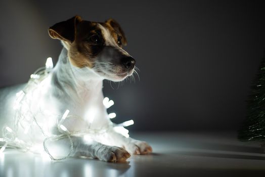 Jack russell terrier dog on a garland next to a small tabletop artificial tree on christmas eve