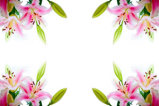 lily flowers corner frame