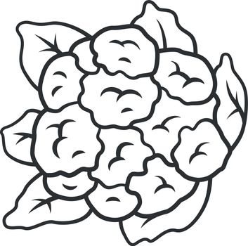 Cauliflower linear icon
