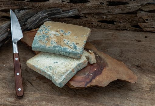 Mold growing rapidly on Moldy bread slices in green and white spores and knife on wooden cutting board. 