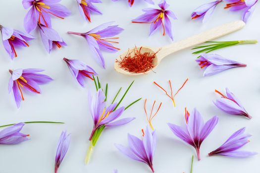 Saffron stigmas dry in a spoon on a white background. Beautiful crocus flowers. Wet stamens.