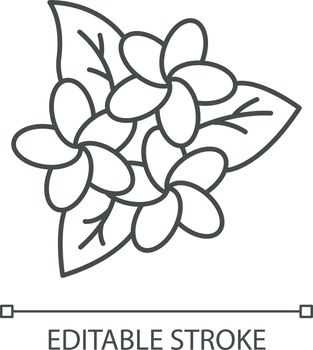 Plumeria inflorescence linear icon. Exotic flowers. Flora of Indonesia. Blossom of frangipani. Thin line illustration. Contour symbol. Vector isolated outline drawing. Editable stroke