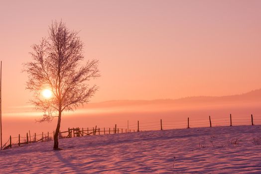winter landscape scenic  with lonely tree and fresh snow  against purple violet  sky with long shadows on beautiful fresh morning