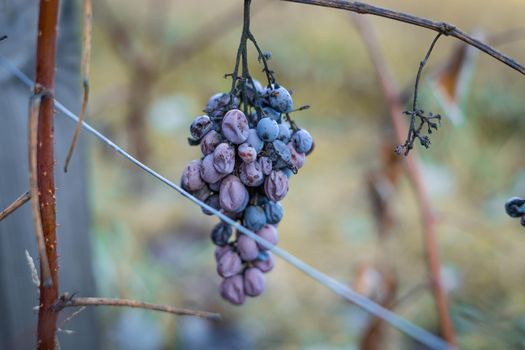 Lost grape harvest in the vineyard due to cold snap
