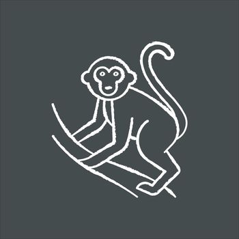 Monkey on liana chalk icon. Tropical country animal, mammal. Exploring exotic Indonesia islands wildlife. Primate climbing. Visiting Balinese forest fauna. Isolated vector chalkboard illustration