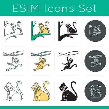 Monkeys in wild icons set. Tropical country animal, mammal on trees. Exploring exotic Indonesian wildlife. Primate sitting on tree. Linear, black, chalk and color styles. Isolated vector illustrations