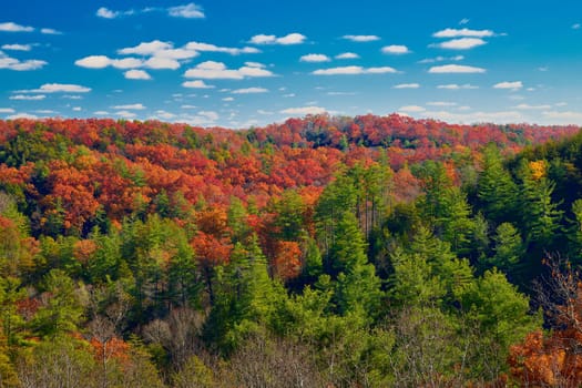 Beautiful fall colors at Red River Gorge, KY.