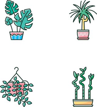 Domesticated plants RGB color icons set. Houseplants. Ornamental indoor plants. Natural home, office decor. Pothos, dracaena. Monstera, lucky bamboo. Isolated vector illustrations