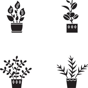 Indoor plants black glyph icons set on white space. Houseplants. Domesticated ornamental plants. Peace lily, zz plant. Parlor palm, ficus. Silhouette symbols. Vector isolated illustration