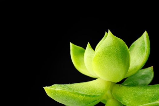 Succulent plant leaves on black background close up