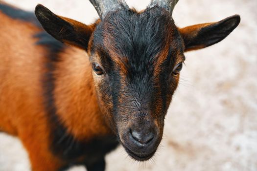 Adorable little goat in a zoo close up