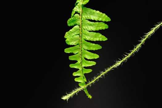 Close up of fern branch on black background