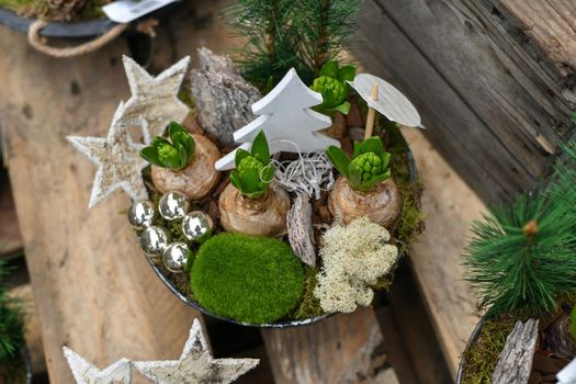Christmas composition with hyacinths in a pot