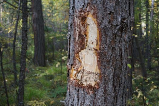 Damaged bark on a pine tree. Pine with stripped bark