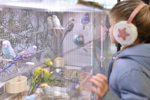 Little girl looks at budgies at the pet store