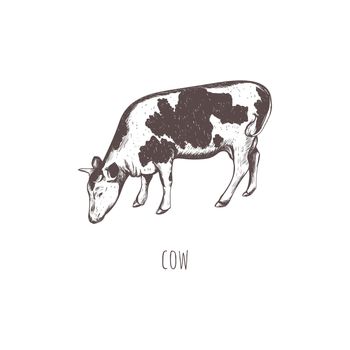 cow sketch vector illustration.