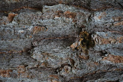 Pine bark. Pinus pinea bark of an old tree. Bark texture close-up
