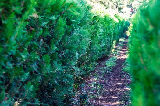 Thuja plant tunnel in the garden