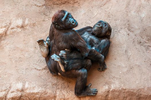 2 young gorilla childs while playing
