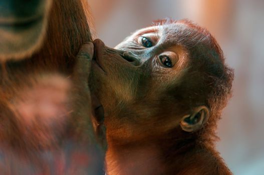 young orangutan child sucks milk from his mother's breast