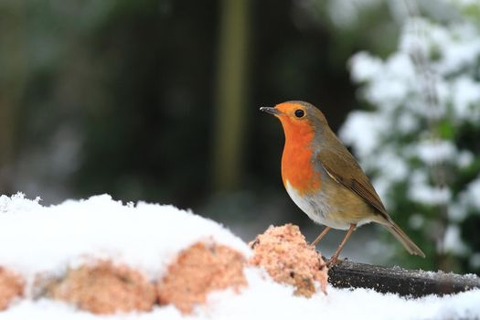 A Robin Red Breast in Mid Winter Snow