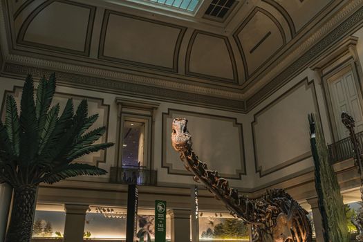 Long Neck Dinosaur Fossil Exhibit in Smithsonian